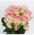 ΤΡΙΑΝΤΑΦΥΛΛΑ ΡΟΖ 50εκ. ROSEN  ESPERANCE 50cm